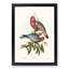 Rose-Breasted Cockatoos by Elizabeth Gould - Picture Frame Graphic Art Print-55610704-55610705