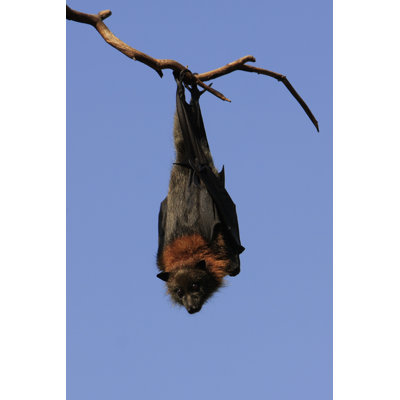 Grey Headed Flying Fox by Craigrjd