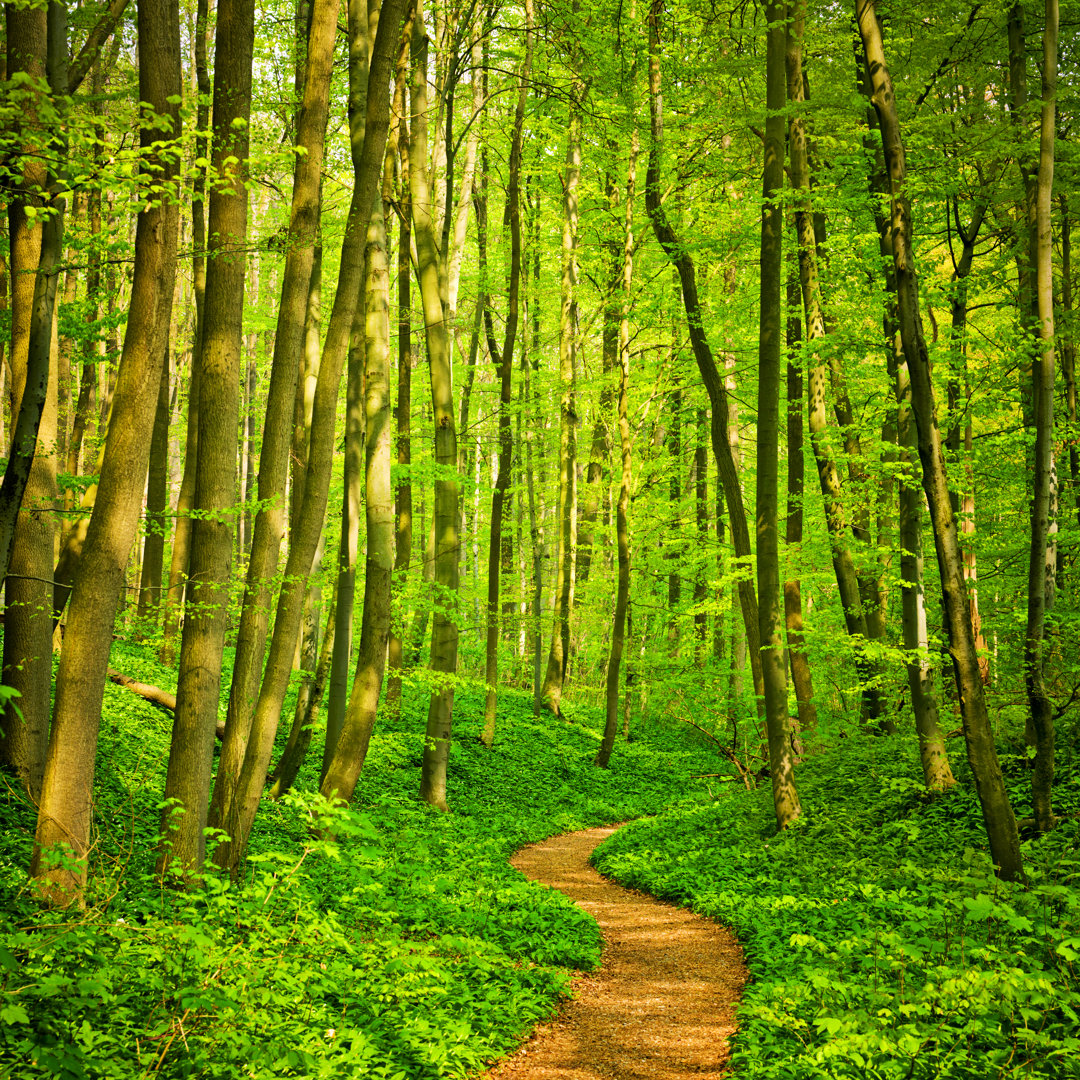 Waldweg - Druck auf Leinwand ohne Rahmen