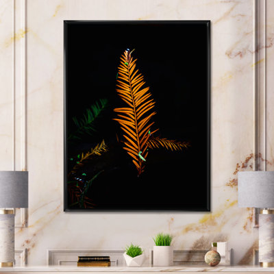 " Orange Redwood On Black "
