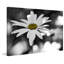 «Sun Speckled Daisy», reproduction d'art sur toile tendue-1396947465