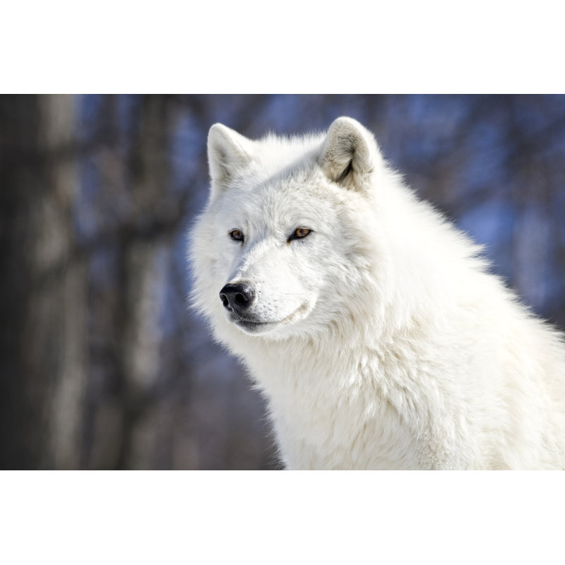 Arctic Wolf - Wrapped Canvas Print, 30cm H x 46cm W x 3.8cm D