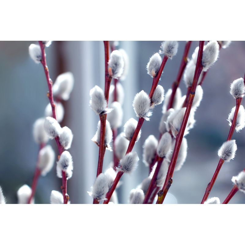 Willow Branches - Photographie sur toile tendue, H 24 po x l 36 po