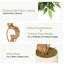 Plant-1309754139