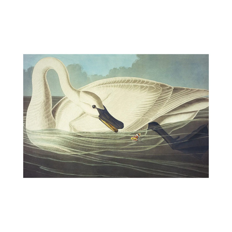 Trumpeter Swan II by John Audubon - Painting on Canvas, Wrapped Canvas, 66.04 cm H x 45.72 cm W x 1.91 cm D