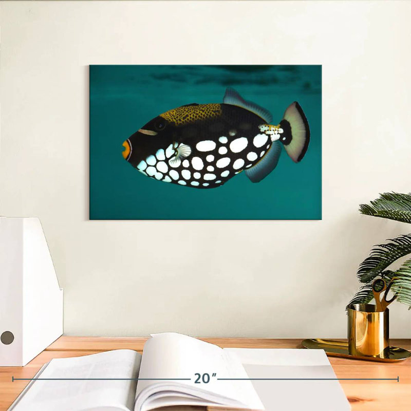 Clown Triggerfish Pet, 8" H x 12" W