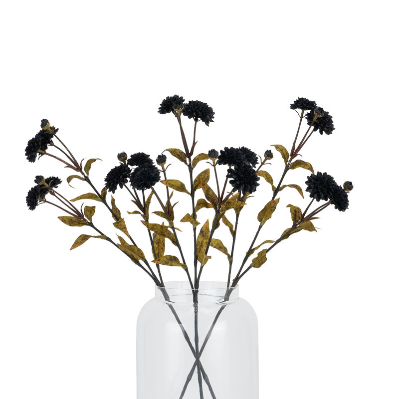 Anastasija Arrangement