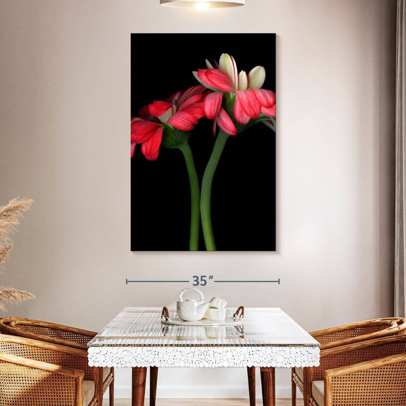 Harnek Gerbera II, H 30 po x l 20 po