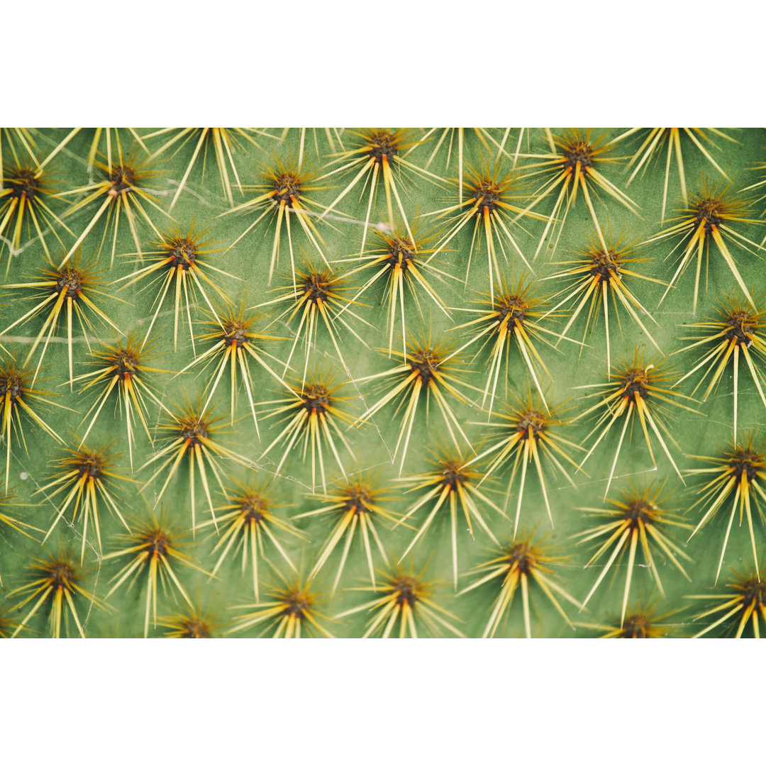 Close Up Of Cactus von _ultraforma_ - Leinwand Kunstdrucke