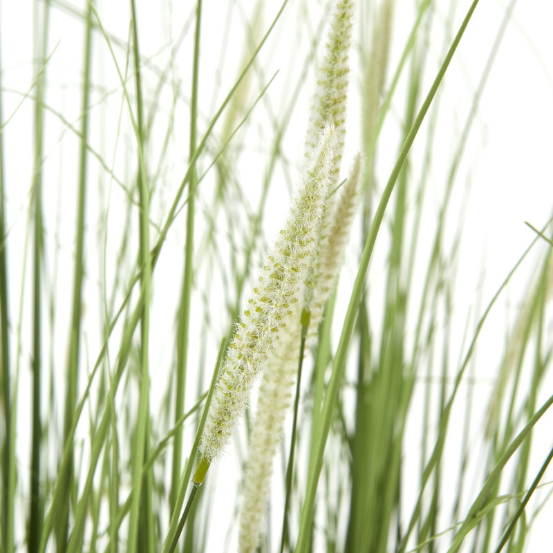 Andaiye 90cm Plant in Pot