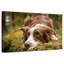 Border collie Brampt-108906547