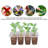 Costyle Plant Trays/ Stands Fruits / Vegetables-101949183