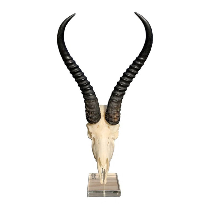 Brisny Real Springbok Skull on Acrylic Base
