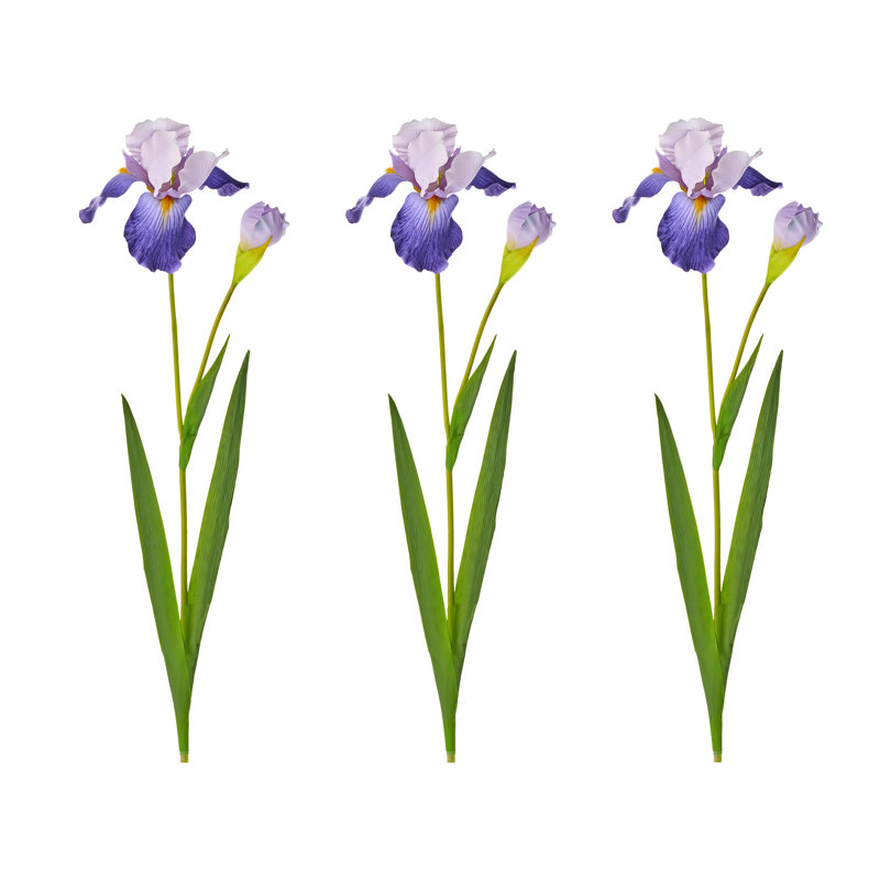 Bearded Iris + Bud 37" 