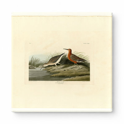 Pigmy Curlew, Plate CCLXIII (1835) — Square Canvas Wall Art