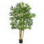 5 pi. Palmier Areca