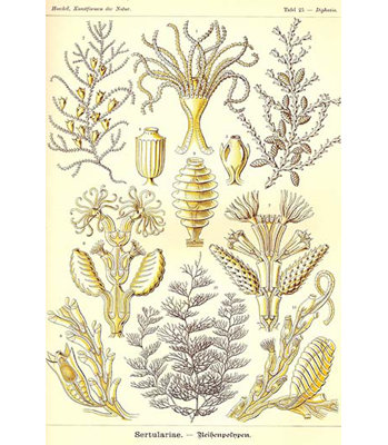 " Sertulariae " by Ernst Haeckel