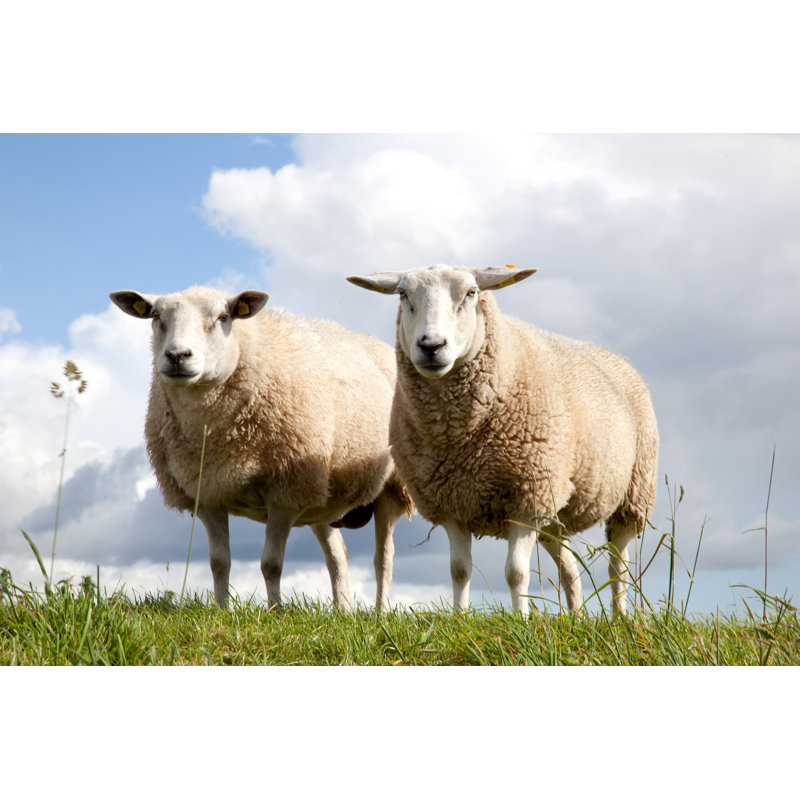 Rosston Two Sheep - Wrapped Canvas Print, 30cm H x 46cm W x 3.8cm D
