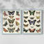 Impression encadrée Flutterbys I-Premium - prête à être accrochée - aucun clou requis - aucun clou requis-1080437602-1080437607