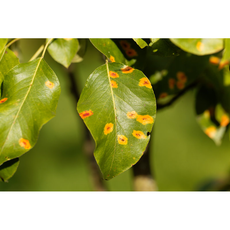 Pear Rust - Wrapped Canvas Print, 20cm H x 30cm W x 3.8cm D