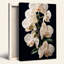 Orchidée blanche en fleurs avec gouttelettes d'eau sur toile noire-1903977701