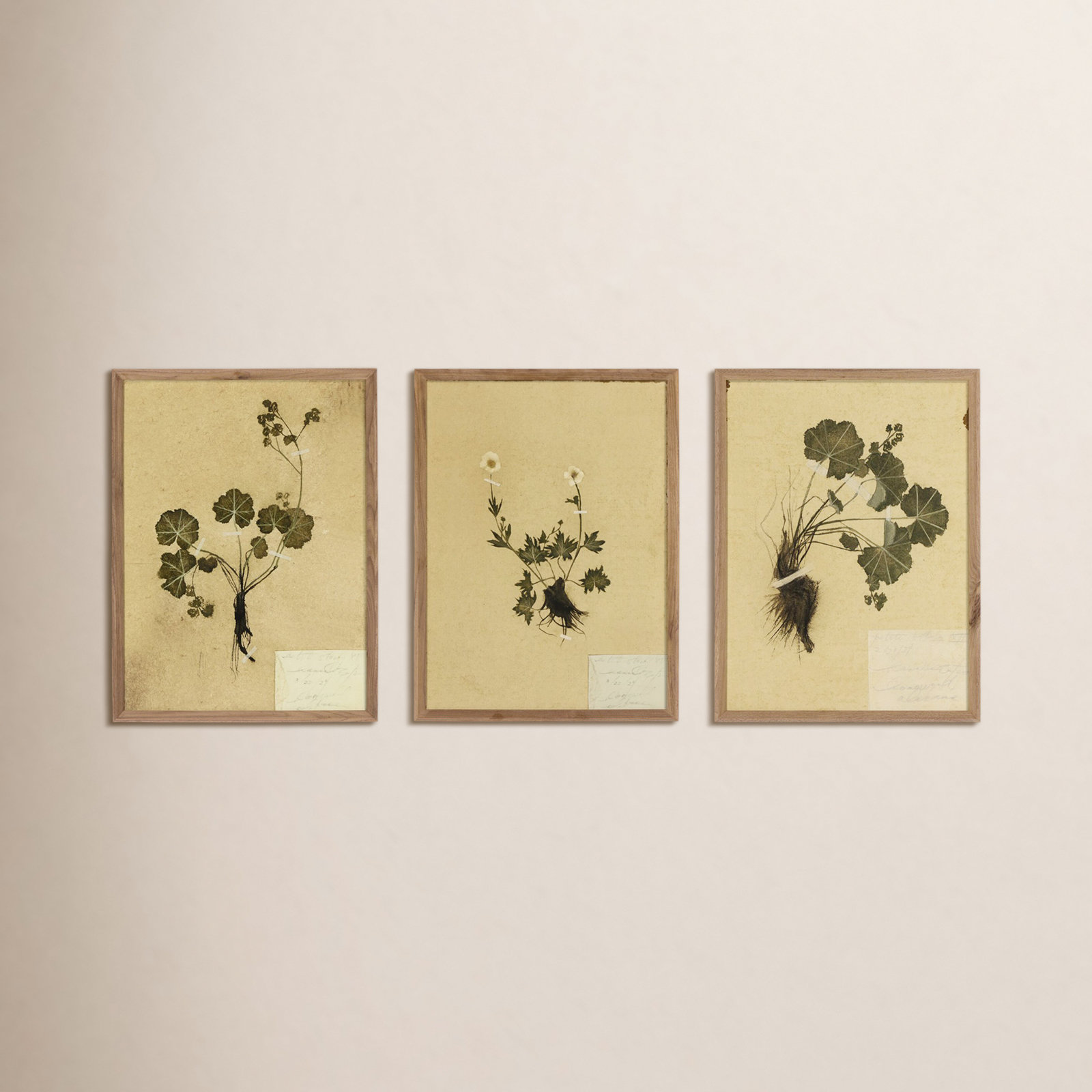 "Petite Study Triptych" by Hannah Winters, 24" H x 72" W