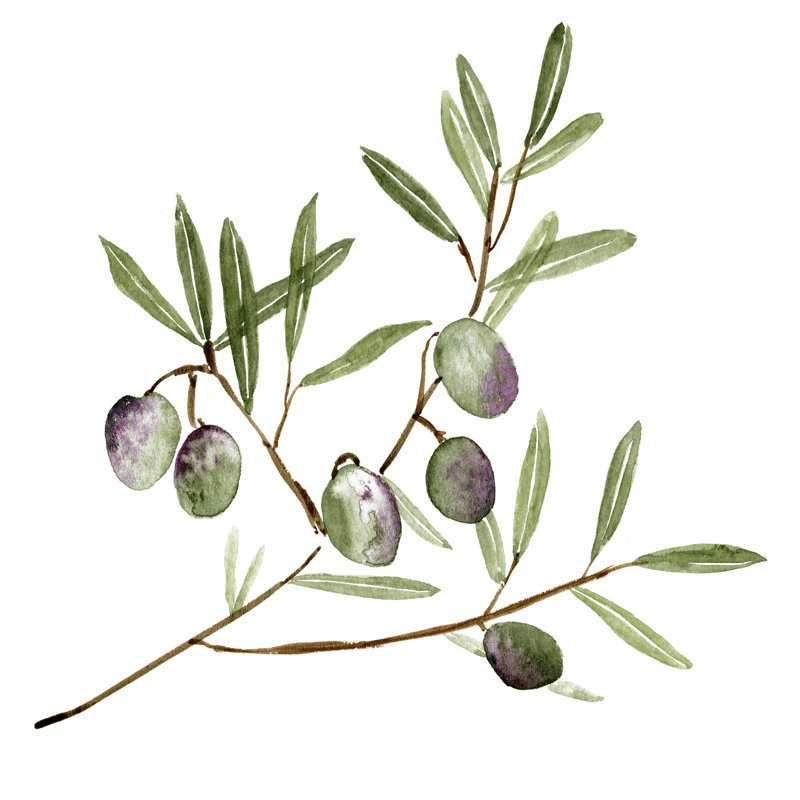 Olive Branch II, H 12 po x l 12 po