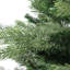 Arbre de Noël artificiel mixte pin Eden - non éclairé-621753754