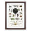 Crabs & Lobsters by Oliver Goldsmith - Picture Frame Painting Print-55510601-55510602