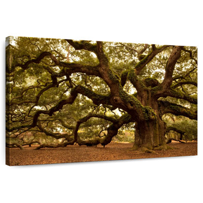 Harnek Charleston's Angel Oak Tree