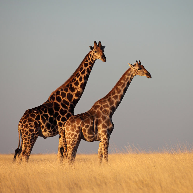 Giraffes In Golden Sunset Light by MogensTrolle - Wrapped Canvas Print, 30Cm H x 46Cm W