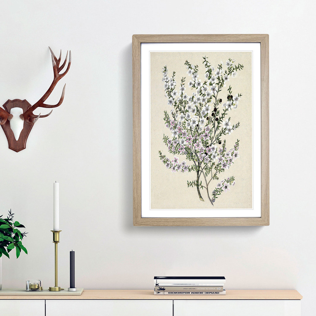Manuka Flowers by Sarah Featon - Framed Print