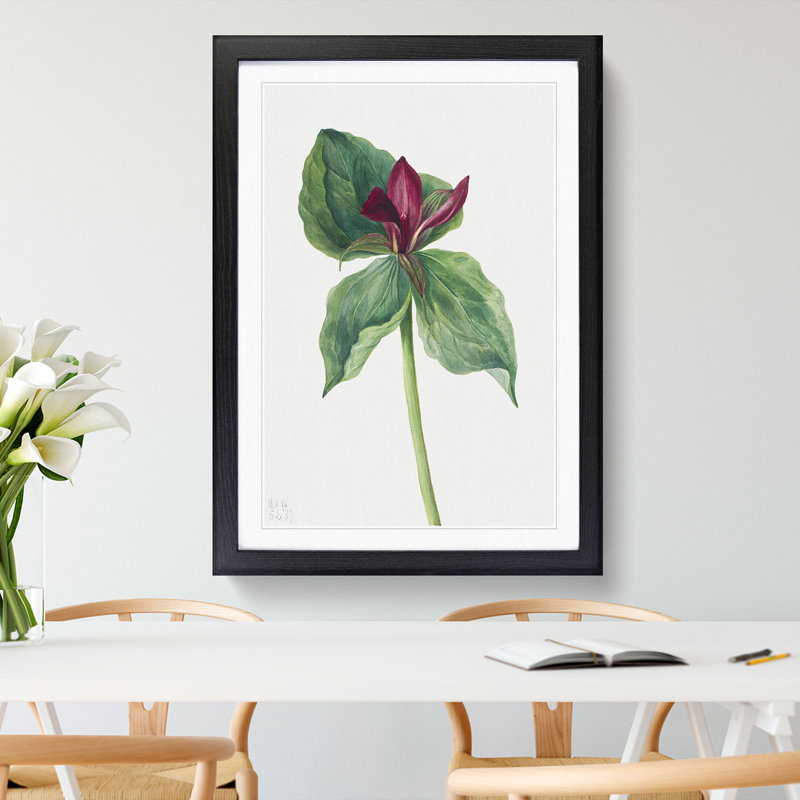 Whippoorwill Flower by Mary Vaux Walcott - Picture Frame Painting, 65cm H x 48cm W x 2cm D, Black