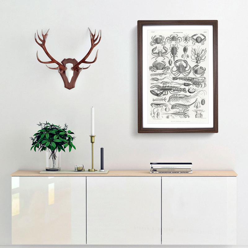 Study of Crustaceans by Oliver Goldsmith - Framed Print, 36cm H x 27cm W x 2cm D, Walnut Framed
