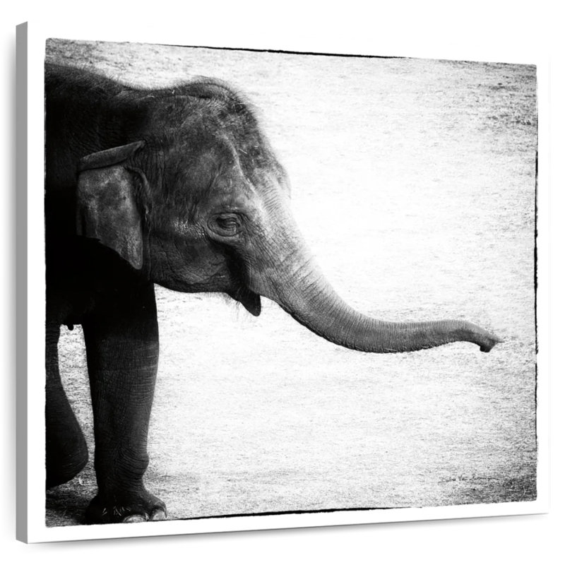 Crowle Baby Elephant Monochrome, 20" H x 20" W