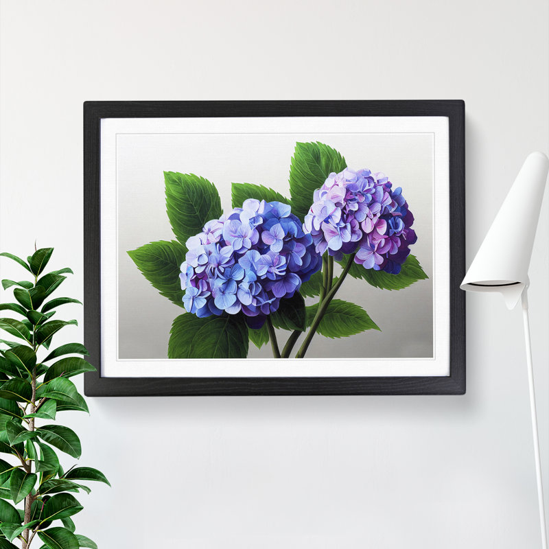 Impressive Hydrangea Flowers - Single Picture Frame Print, Black, 46cm H x 64cm W x 2cm D