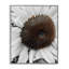 «Flower Pure White Petals», estampe numérique encadrée par Heidi Bannon-111732371-107872832