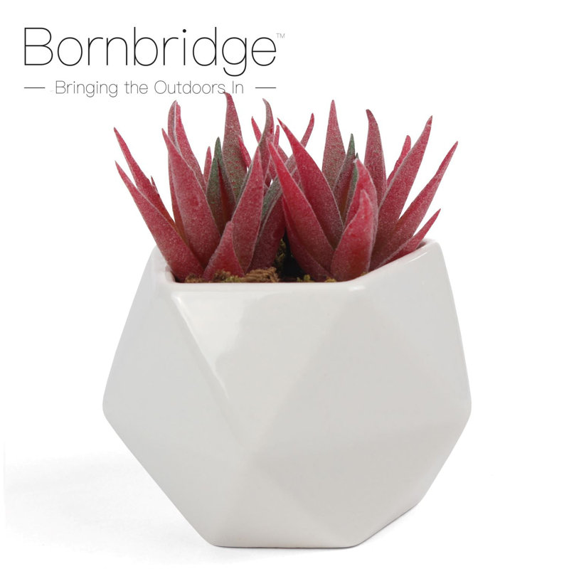 Bornbridge - succulente artificielle Haworthia