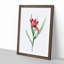 Pink Tulip Flower by Pierre-Joseph Redoute - Picture Frame Painting Print-55601122-55601121