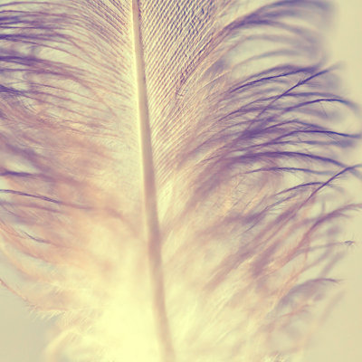Feather - Wrapped Canvas Print