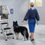 Baignoire multifonctionnelle pour animaux-93738013