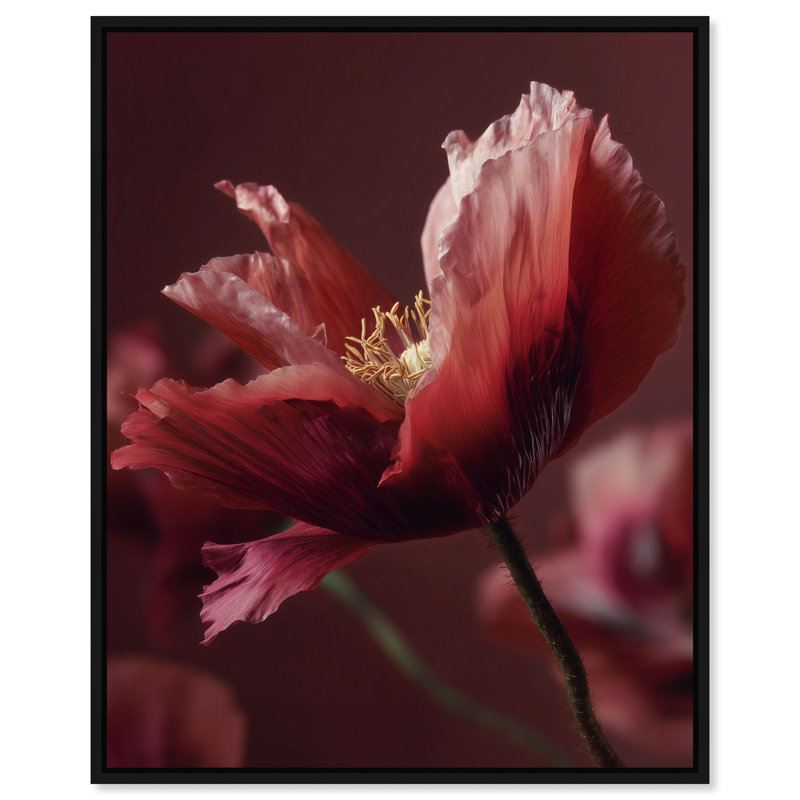 Merlot Blush Blossom II Print by Oliver Gal, 21"H x 25"W, Black Floater Frame