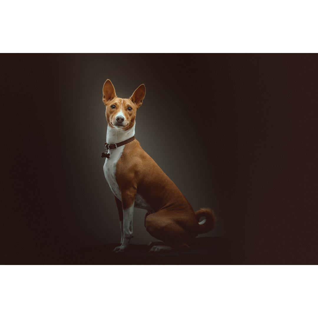 Basenji Terrier Hund von Druvo - Kunstdrucke auf Leinwand