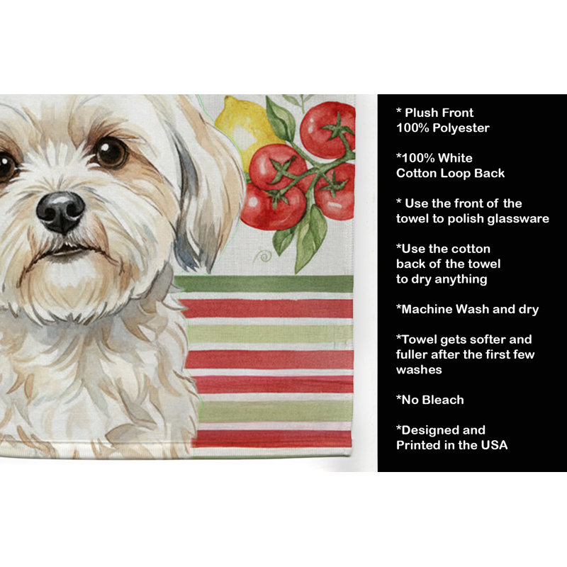 Torchon blanc Lhasa Apso, White Lhasa Apso