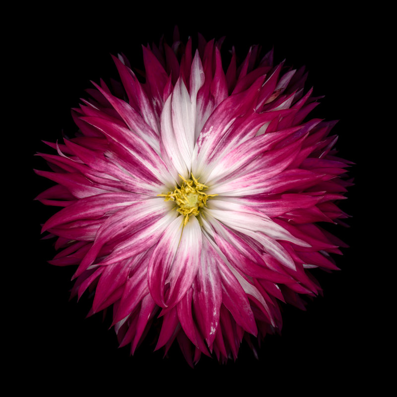 Red Dahlia by OGphoto - No Frame Print on Canvas, 122cm H x 122cm W