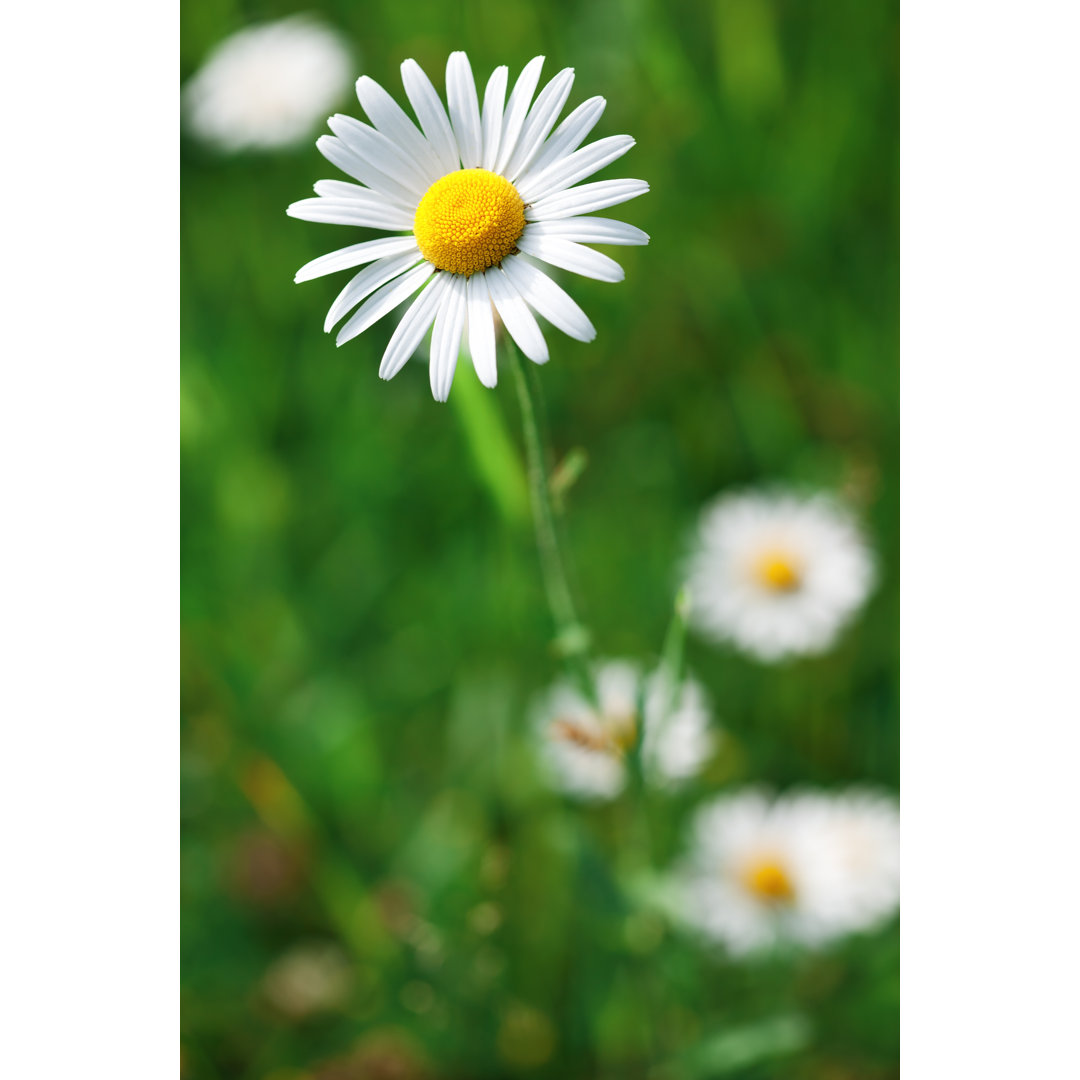 Gänseblümchen von Borchee - Druck ohne Rahmen auf Leinwand