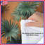 Édredon feuilles de palmier tropical-125028067