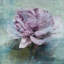 « mauve majesté » par irena orlov, reproduction d’art sur toile tendue-16642315