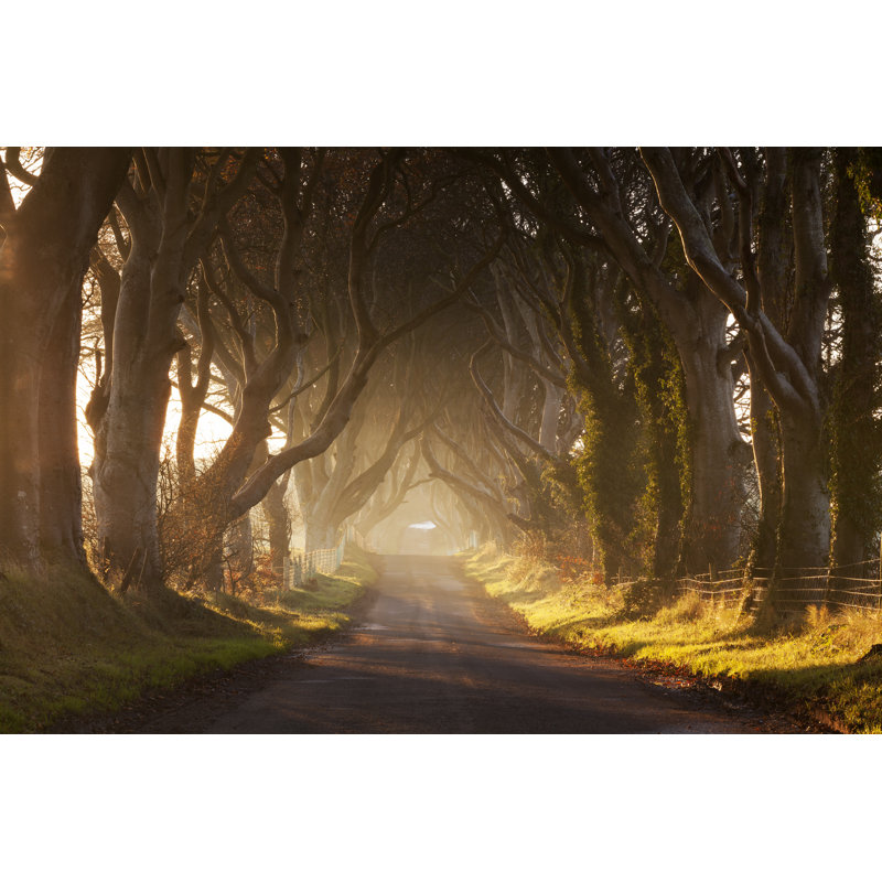 Dark Hedges III - Wrapped Canvas Print, 51cm H x 76cm W x 3.8cm D