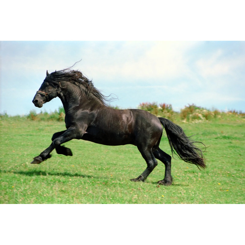 Friesian Horse by Kerrick - Wrapped Canvas Print, 61cm H x 91cm W
